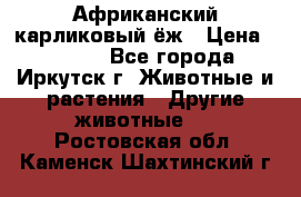 Африканский карликовый ёж › Цена ­ 6 000 - Все города, Иркутск г. Животные и растения » Другие животные   . Ростовская обл.,Каменск-Шахтинский г.